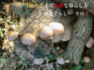 「自宅の庭を食べられる森にする」パーマカルチャー菜園への道〜タケノコ編〜⑴